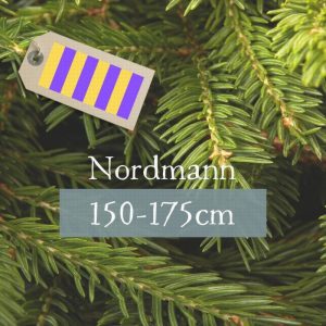 Nordmann 150-175cm (Striped Purple/Yellow Label)