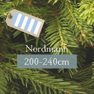 Nordmann 200-240cm (Striped Blue/White Label)