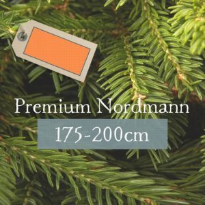 Premium Nordmann 175-200cm (Orange Label)