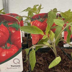 Tomato Beefmaster