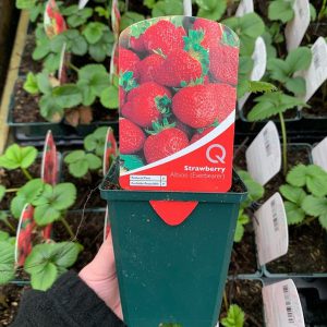 Strawberry Albion