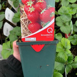 Strawberry Romina