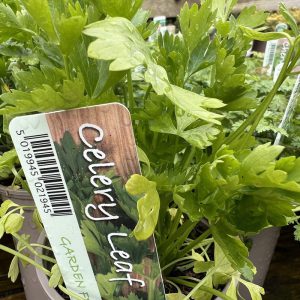 Celery Leaf 9Cm Herb