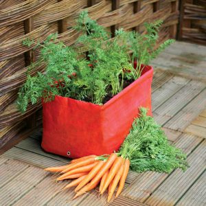 Carrot Patio Planter 2pk