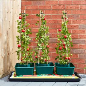 Smart Garden Tomato Gro-Box – Triple Pack