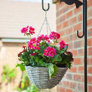 Smart Sable Willow Hanging Basket 12in
