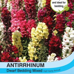 Antirrhinum Dwarf Bedding Mixed