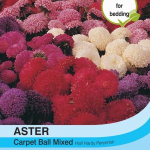Aster Carpet Ball Mixed