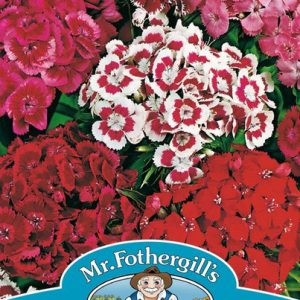 SWEET WILLIAM Monarch Mixed