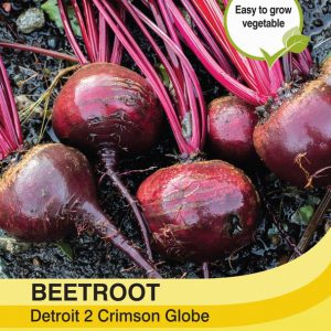 Beetroot Detroit 2 Crimson Globe