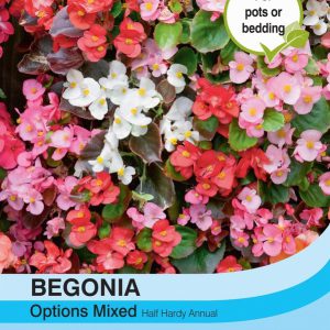 Begonia semperflorens Options Mixed