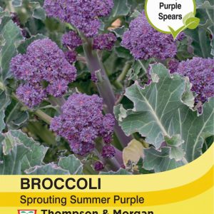 Broccoli Sprouting Summer Purple