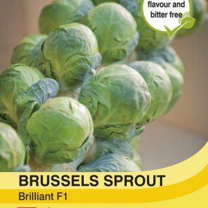 Brussels Sprout Brilliant F1 Hybrid