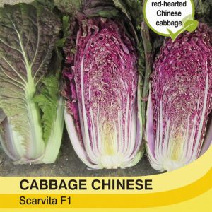 Cabbage Chinese Scarvita F1 Hybrid