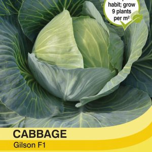 Cabbage Gilson