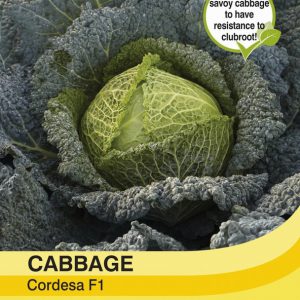 Cabbage Savoy Cordesa F1 Hybrid