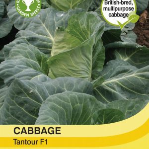 Cabbage Tantour F1 Hybrid
