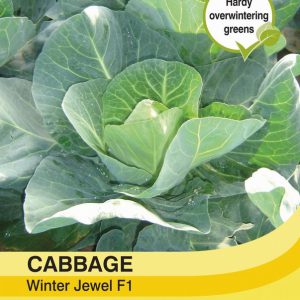 Cabbage Winter Jewel F1 Hybrid
