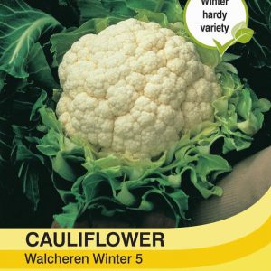 Cauliflower Walcheren Winter 5