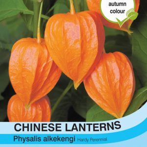 Chinese Lanterns (Physalis gigantea)