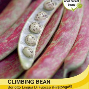 Climbing Bean Borlotto Lingua (Firetongue)
