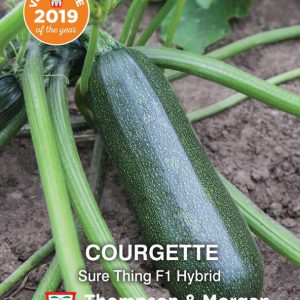 COURGETTE Sure Thing F1 Hybrid