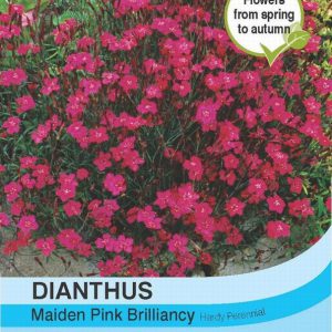Dianthus Maiden Pink Brilliancy