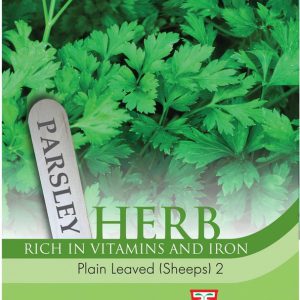 Herb Parsley Plain Leaved (Sheeps) 2