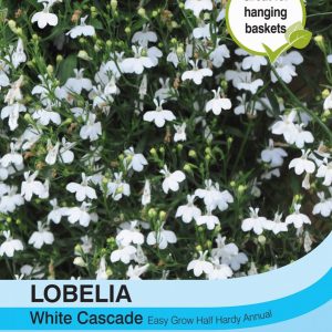 Lobelia (Trailing) White Cascade