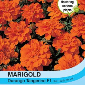 Marigold Durango Tangerine F1 Hybrid