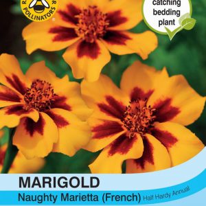 Marigold Naughty Marietta (French)
