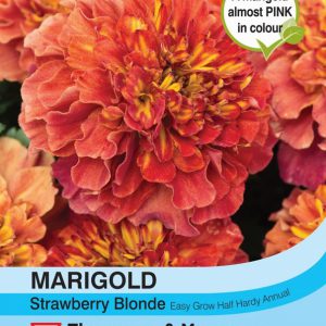 Marigold Strawberry Blonde (French)