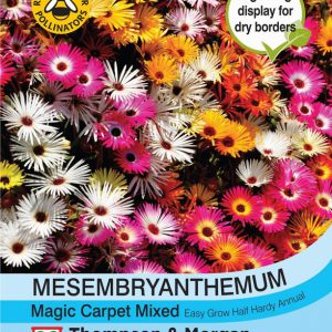 Mesembryanthemum Magic Carpet Mixed