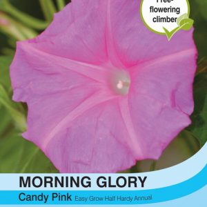 Morning Glory Candy Pink