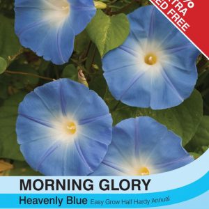 Morning Glory Heavenly Blue (Ipomoea)