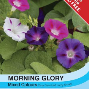 Morning Glory Mixed Colours