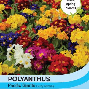 Polyanthus Pacific Giants Mixed