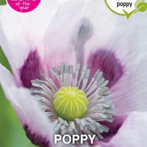 Poppy Album