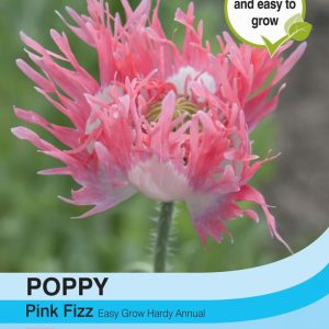 Poppy Pink Fizz