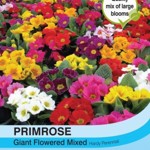 Primrose T&M Special Giant Flowered Mixed