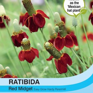 Ratibida columnifera ‘Red Midget’