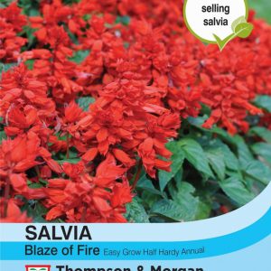 Salvia Blaze of Fire