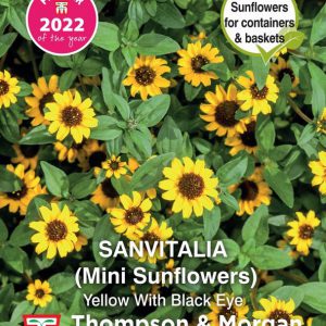 Sanvitalia procumbens Yellow With Black Eye