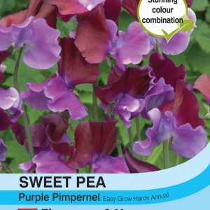 SWEET PEA Purple Pimpernel