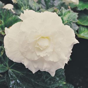 Begonia Nonstop White