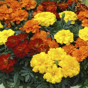 Marigold French Fancy Mixed