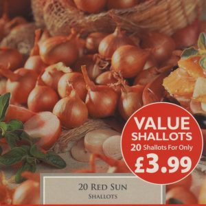 PRE-PACKED VALUE RED SUN SHALLOTS 7-14