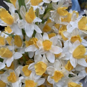 White/Yellow Narcissus Spray