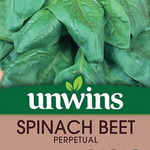 Spinach Beet Perpetual