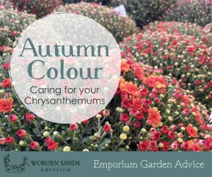 Read more about the article Autumn Colour